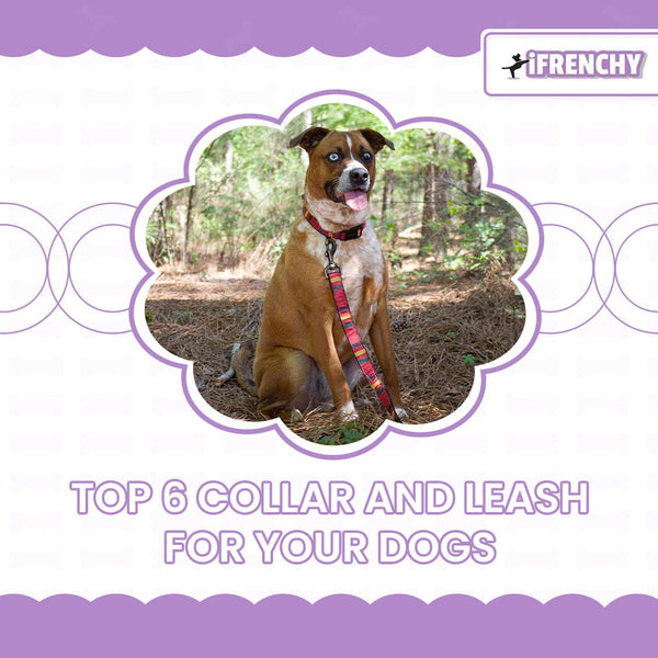 Top 6 Collar and Leash for Your Dogs