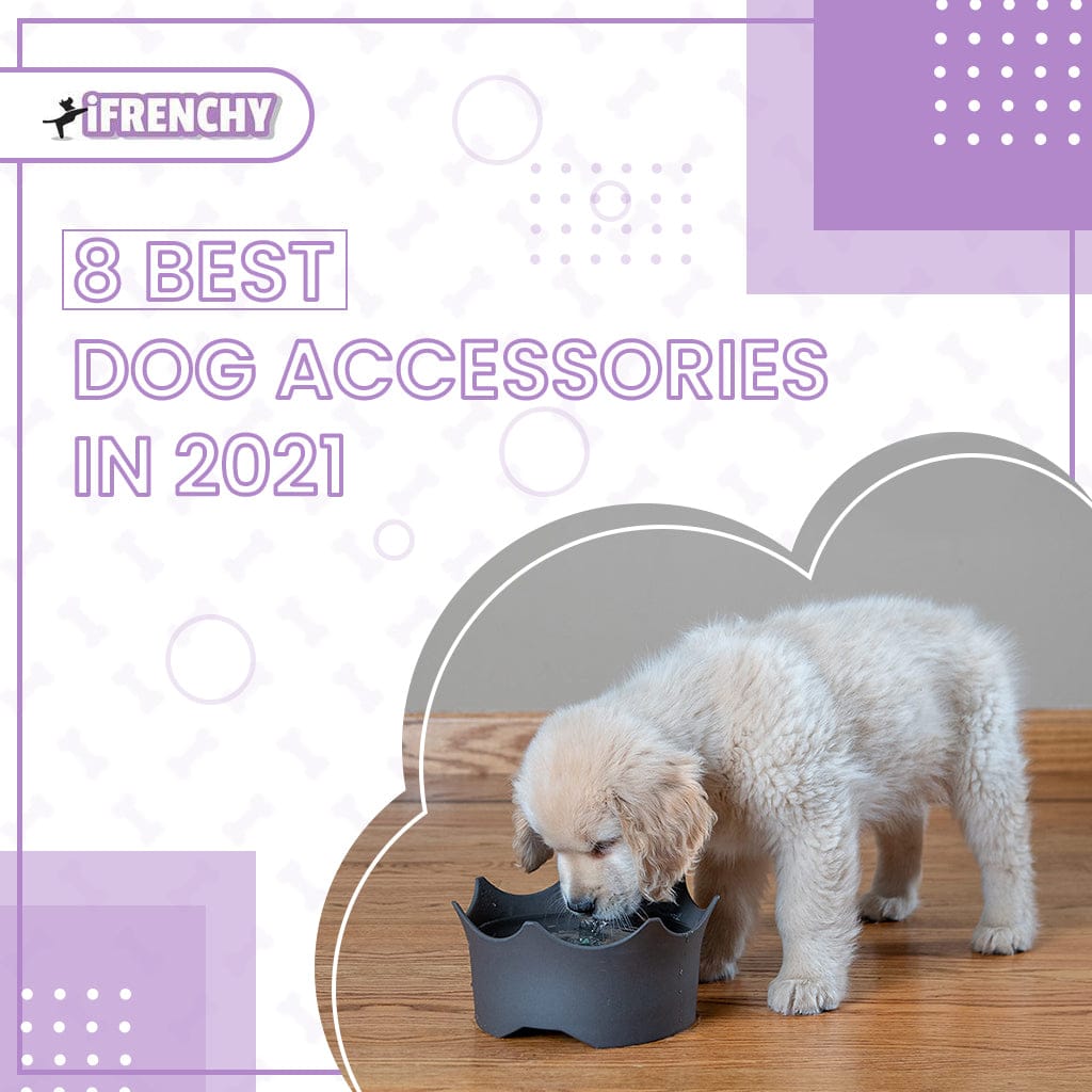 Top Dog Products Top 8 Dog Product In 2021 blog iFrenchy