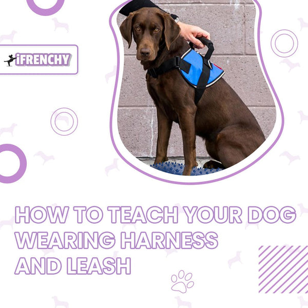 How to Teach Your Dog Wearing Harness and Leash?