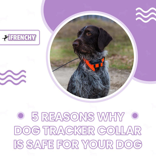 5 Reasons Why Dog Tracker Collar Is Safe for Your Dog
