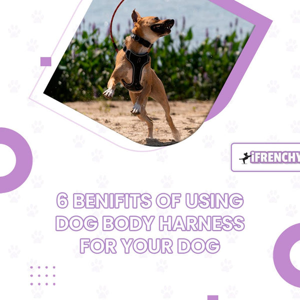 6 Benefits Of Using Dog Body Harness For Your Dog