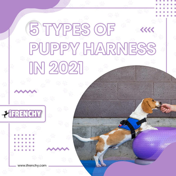 5‌ ‌Types‌ ‌Of‌ ‌Puppy‌ ‌Harness‌ ‌in‌ ‌2021‌ ‌