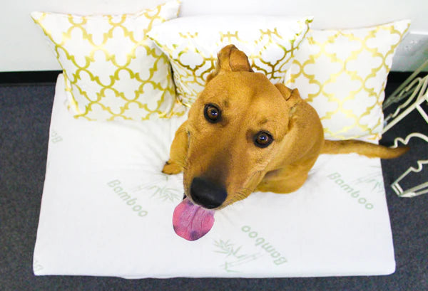 Petique Bamboo Orthopedic Memory Foam Pet Bed