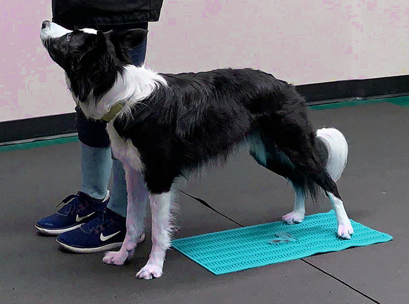 FitPAWs Canine Rehabilitation Deluxe Kit