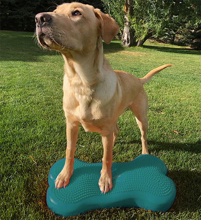 FitPAWS Original CanineGym K9FITbone balance training platform