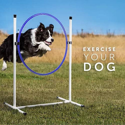 Better Sporting Dogs 3 Piece Essential Dog Agility Equipment