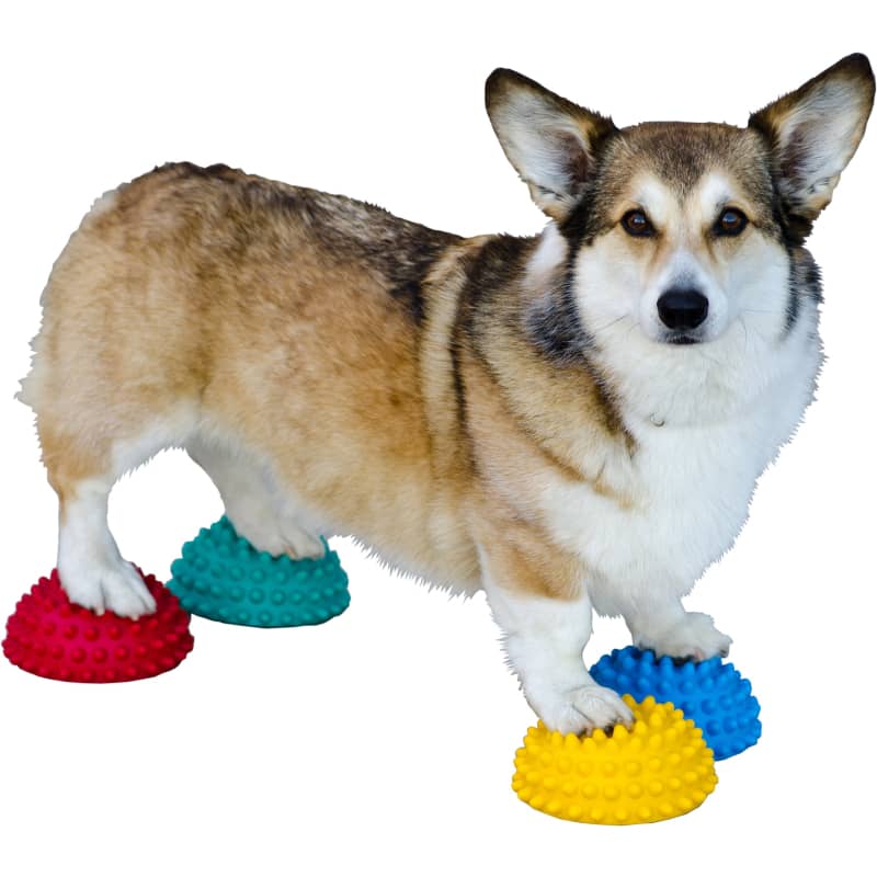 FitPAWS 4 Flexible Paw Pods - Fitness