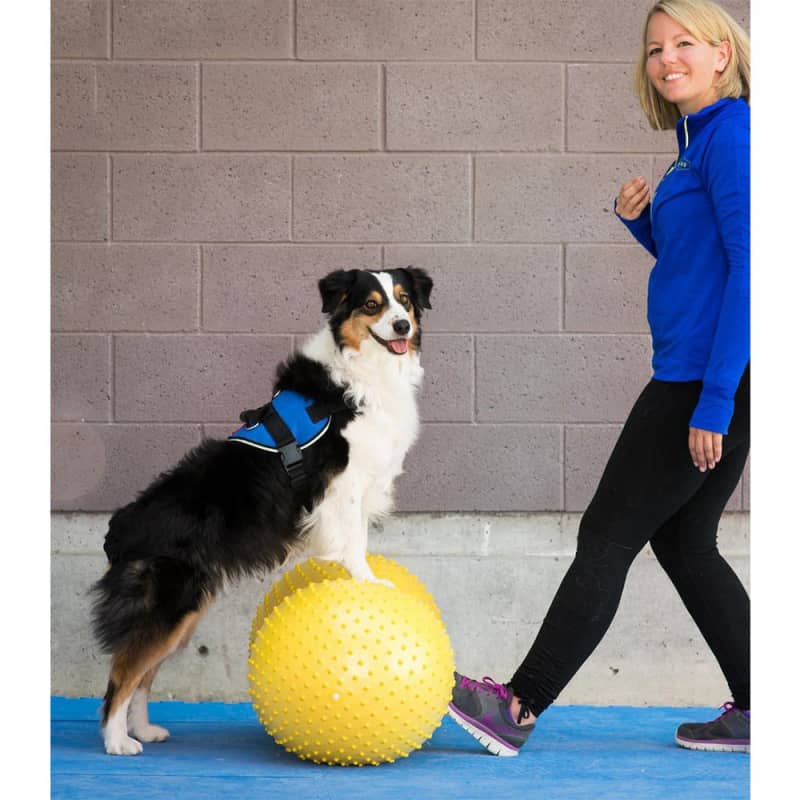 FitPAWs Canine Rehabilitation Deluxe Kit - Fitness