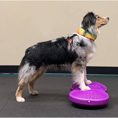 FitPAWS TwinDisc.
